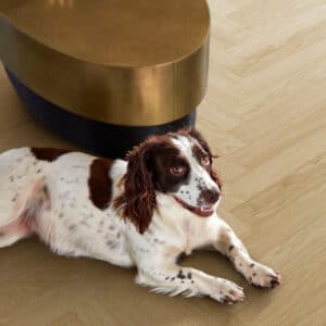 Parkwood Herringbone Nature real oak flooring with a dog lying beside a coffee table